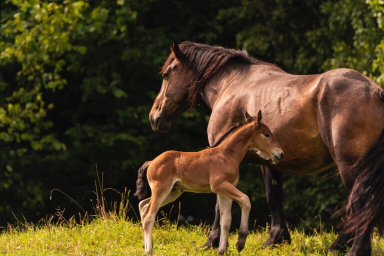 When to Start Young Horses