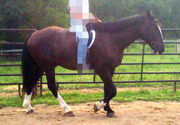 draft cross horse prior to starting transformation and rehabilitation training