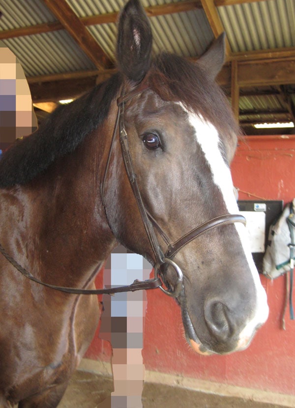 horse before training, equine transformation