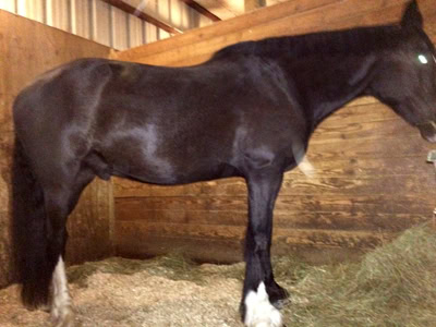 horse before training, equine transformation