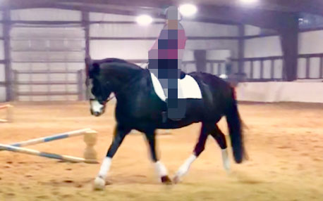 horse after training, equine transformation and development