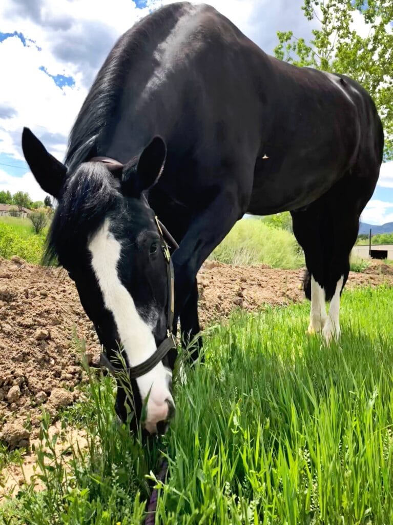 draft cross horse grazing in peak condition, equine health and wellness