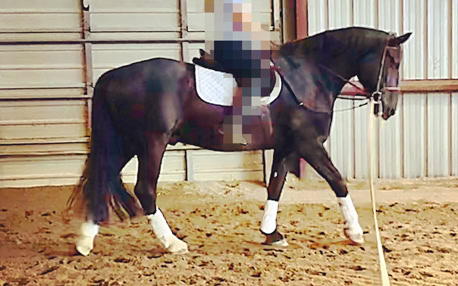 horse after training, equine transformation and development