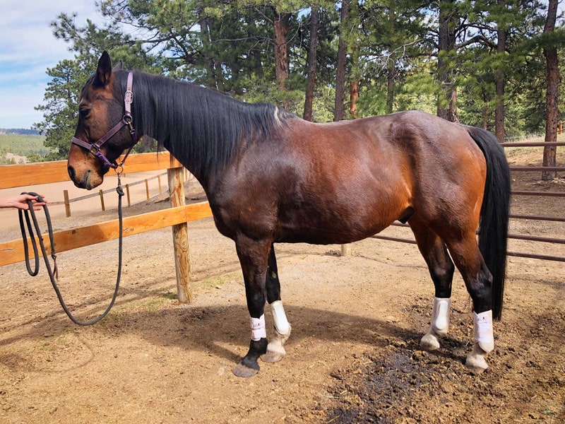 Oldenburg horse, intake image prior to starting equine transformation and development training