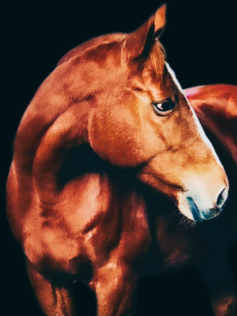 Oldenburg horse portrait, showcasing equine transformation and development