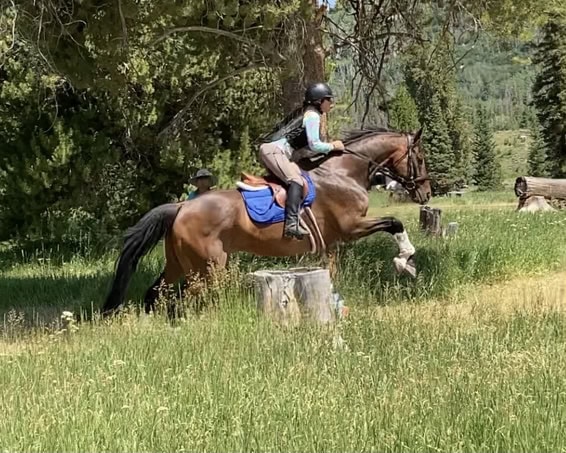 Oldenburg horse jumping, equine transformation and performance